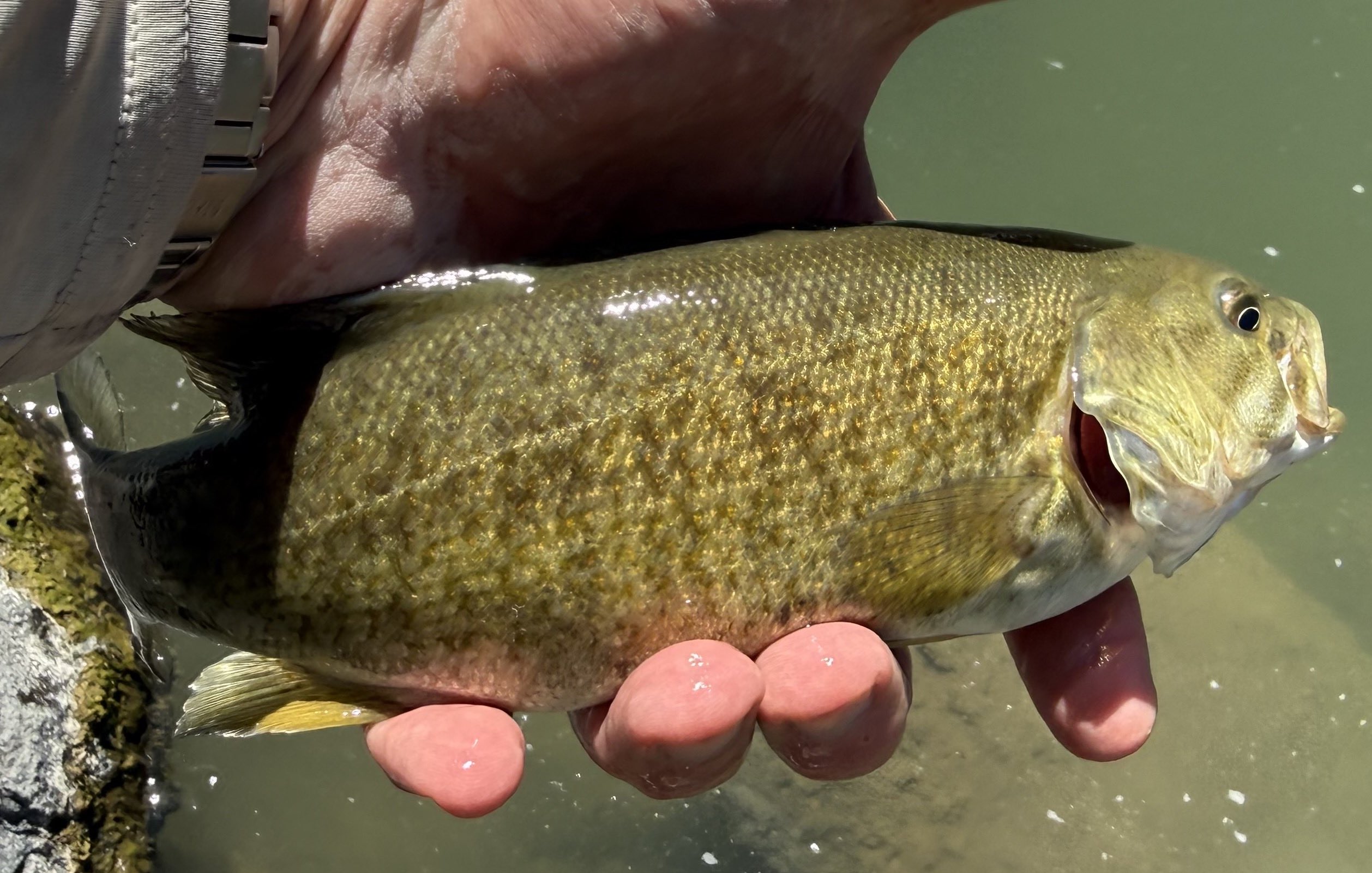 A smallmouth bass held just above the river, caught on a crayfish-pattern streamer