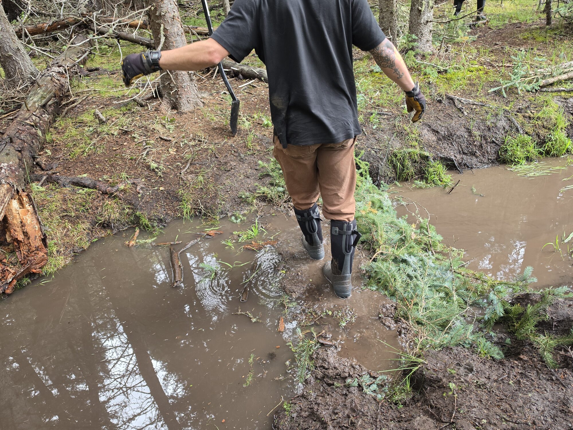 Volunteer in rubber boots standing beside a newly built beaver dam analog of conifer boughs as muddy water pools upstream.