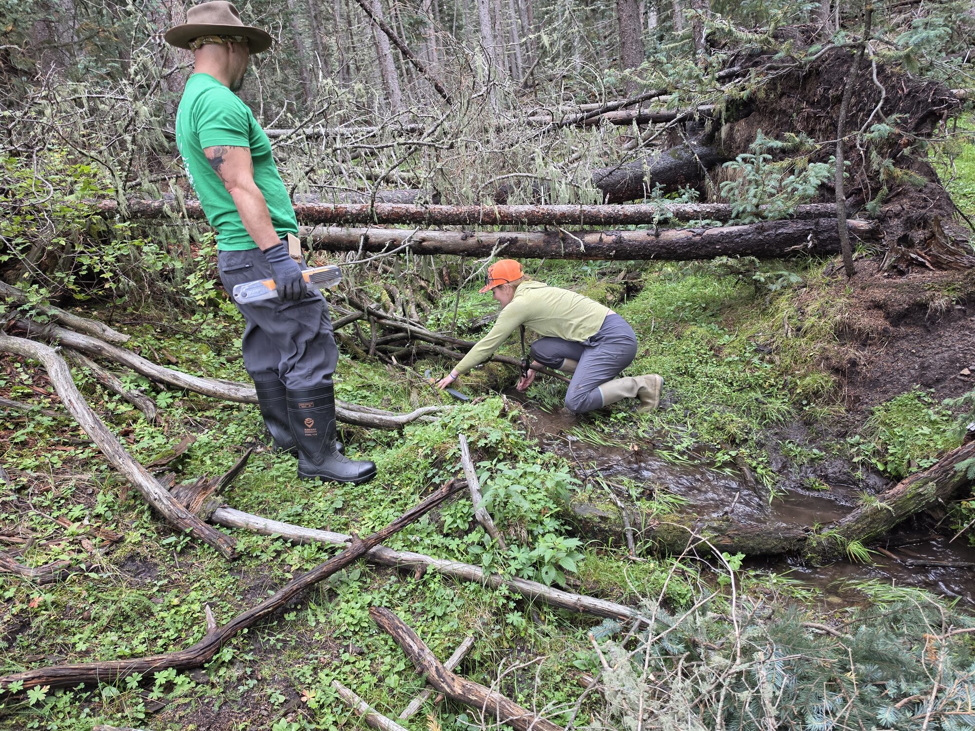 Two volunteers examining a stretch of Chihuahueños Creek among fallen logs, evaluating it as a site for a beaver dam analog.