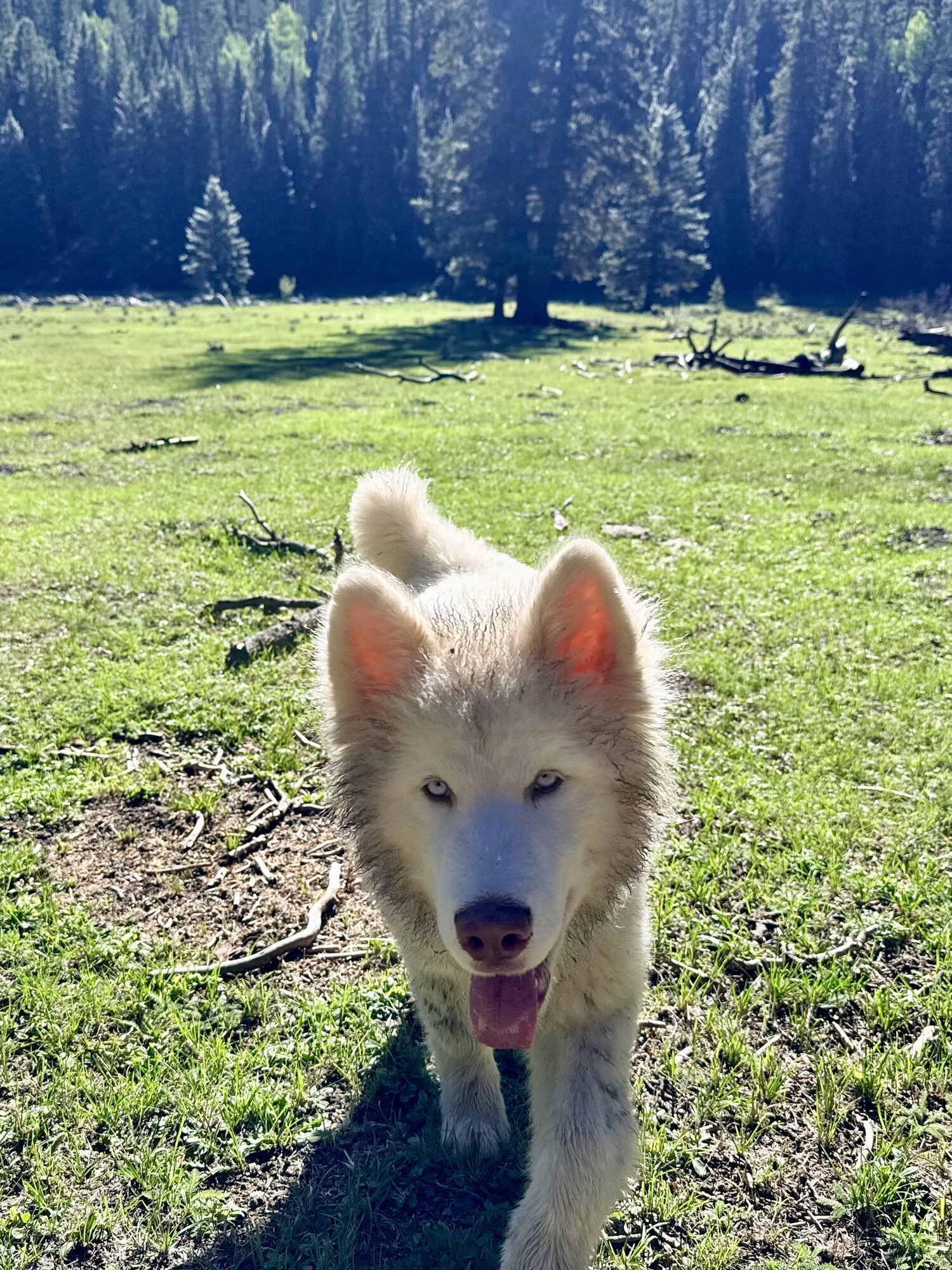White husky puppy trotting across a green meadow toward the camera.