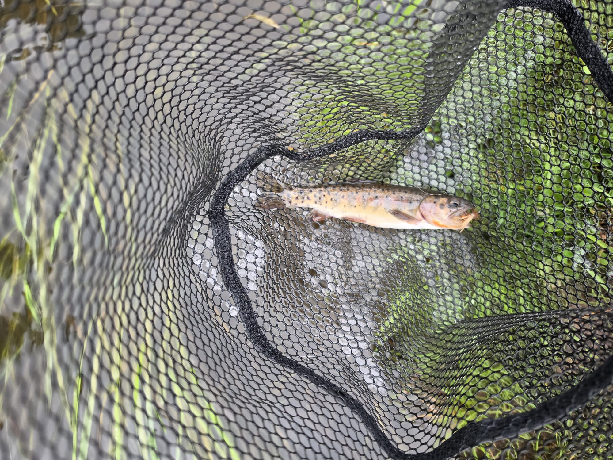 A Rio Grande cutthroat trout lying in a landing net at the water's surface.