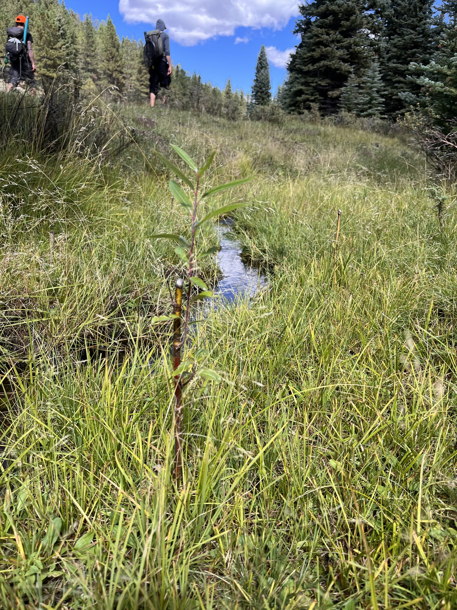A young willow planting growing in tall grass beside Chihuahueños Creek, with volunteers walking the meadow beyond.