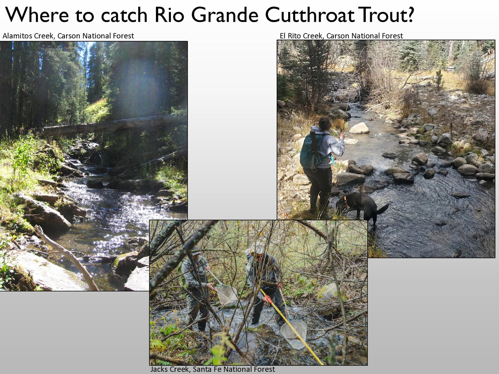 Alamitos Creek and El Rito Creek in the Carson National Forest and Jacks Creek in the Santa Fe National Forest.
