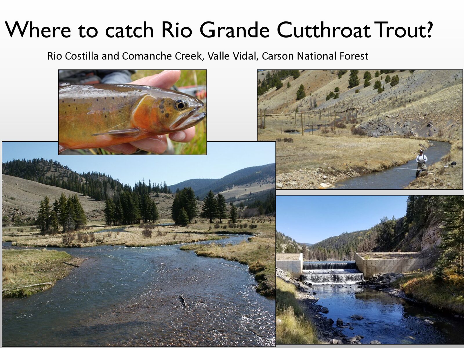 Comanche Creek in the Valle Vidal, Carson National Forest, with a Rio Grande Cutthroat Trout inset.
