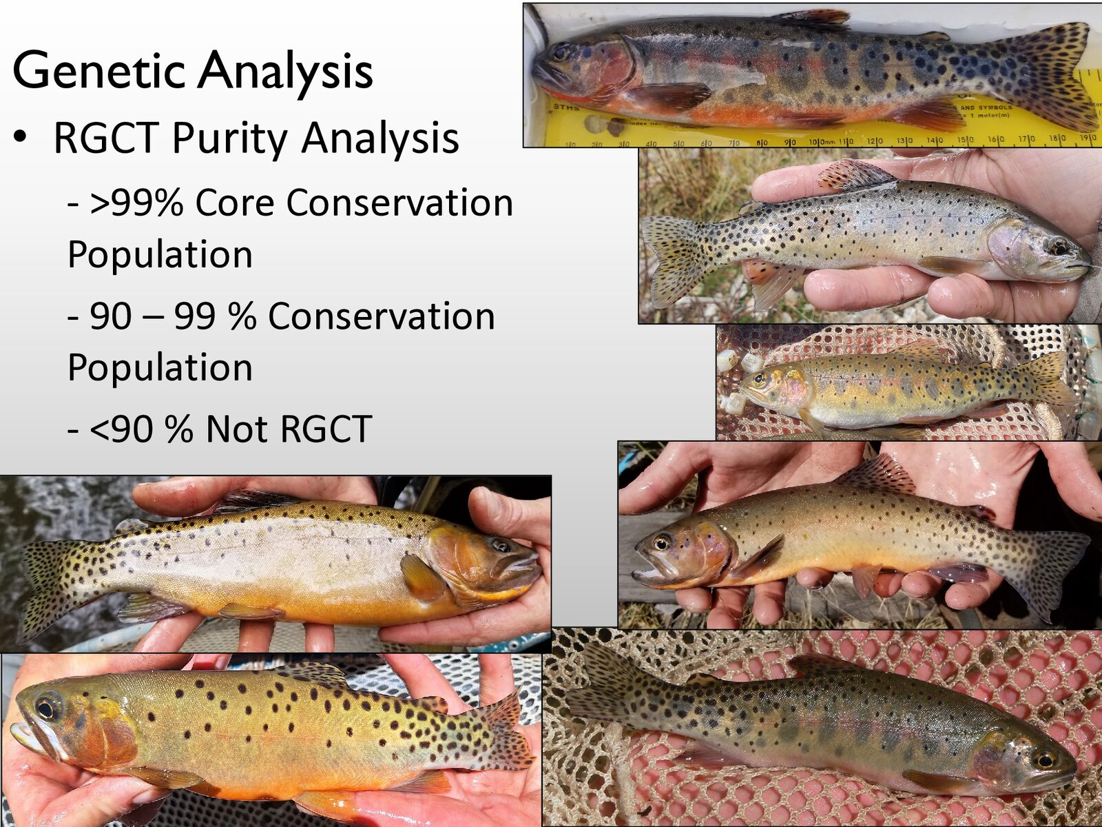 Grid of Rio Grande Cutthroat Trout photographs from the department's purity analysis slide.